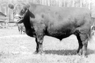 4-H Club Beef Sales, "Smootcher" owned by Peter Linge, Devereaux 4-H Club, 
August 17, 1966